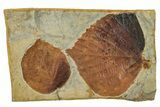 Plate with Two Fossil Leaves (Davidia) - Montana #263033-1